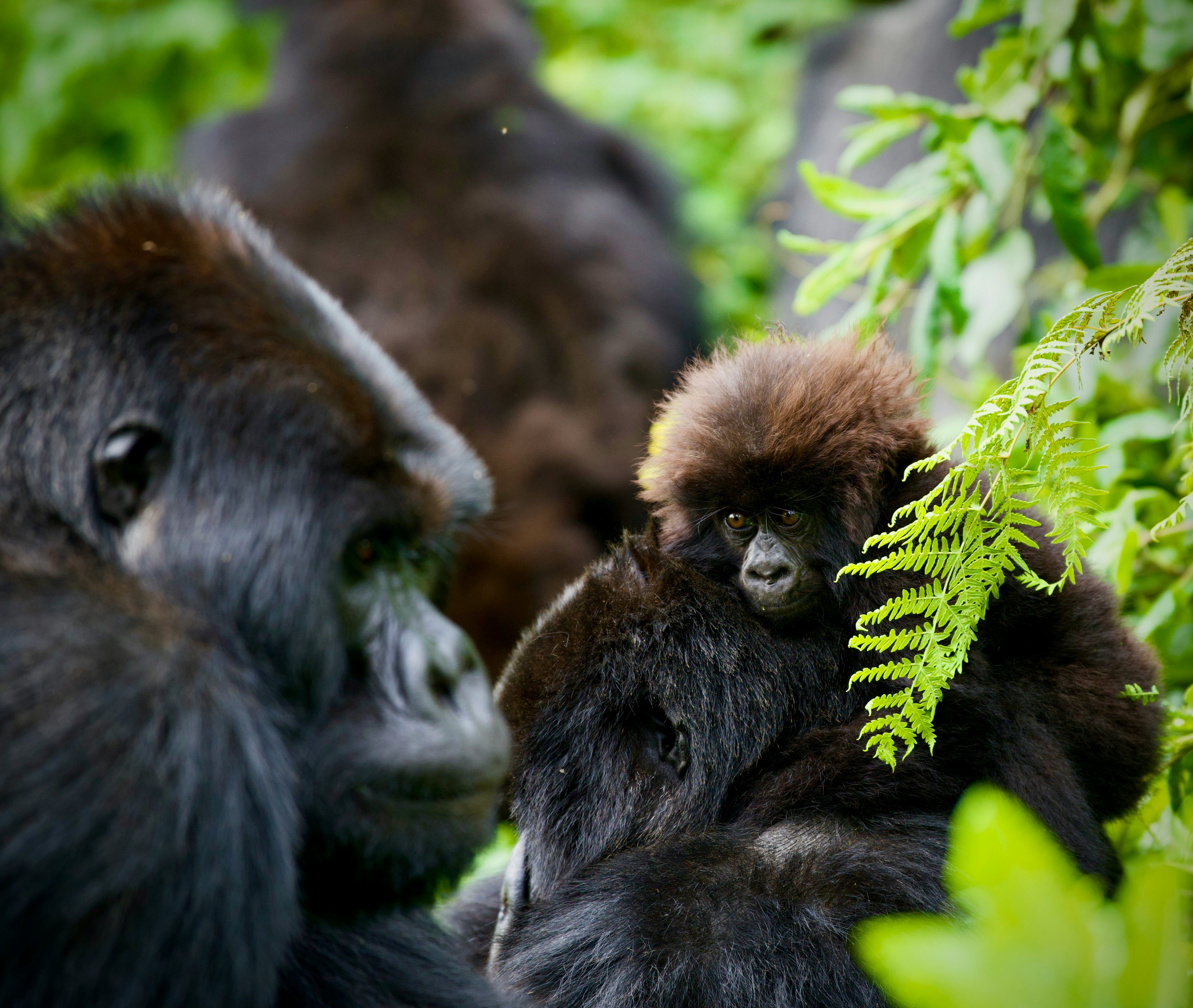 Mountain Gorilla